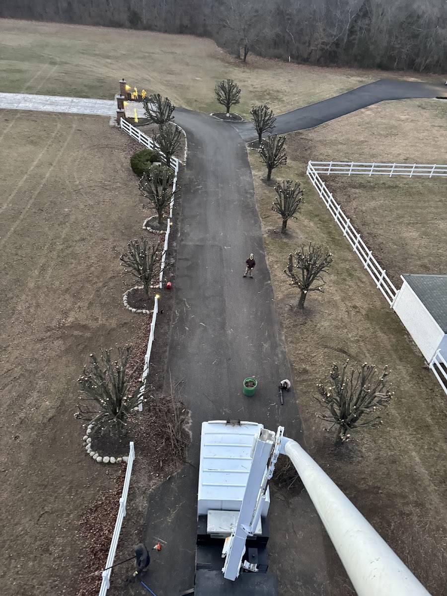 Aerial view of a Little Guyz Tree Service crew working a large residential property