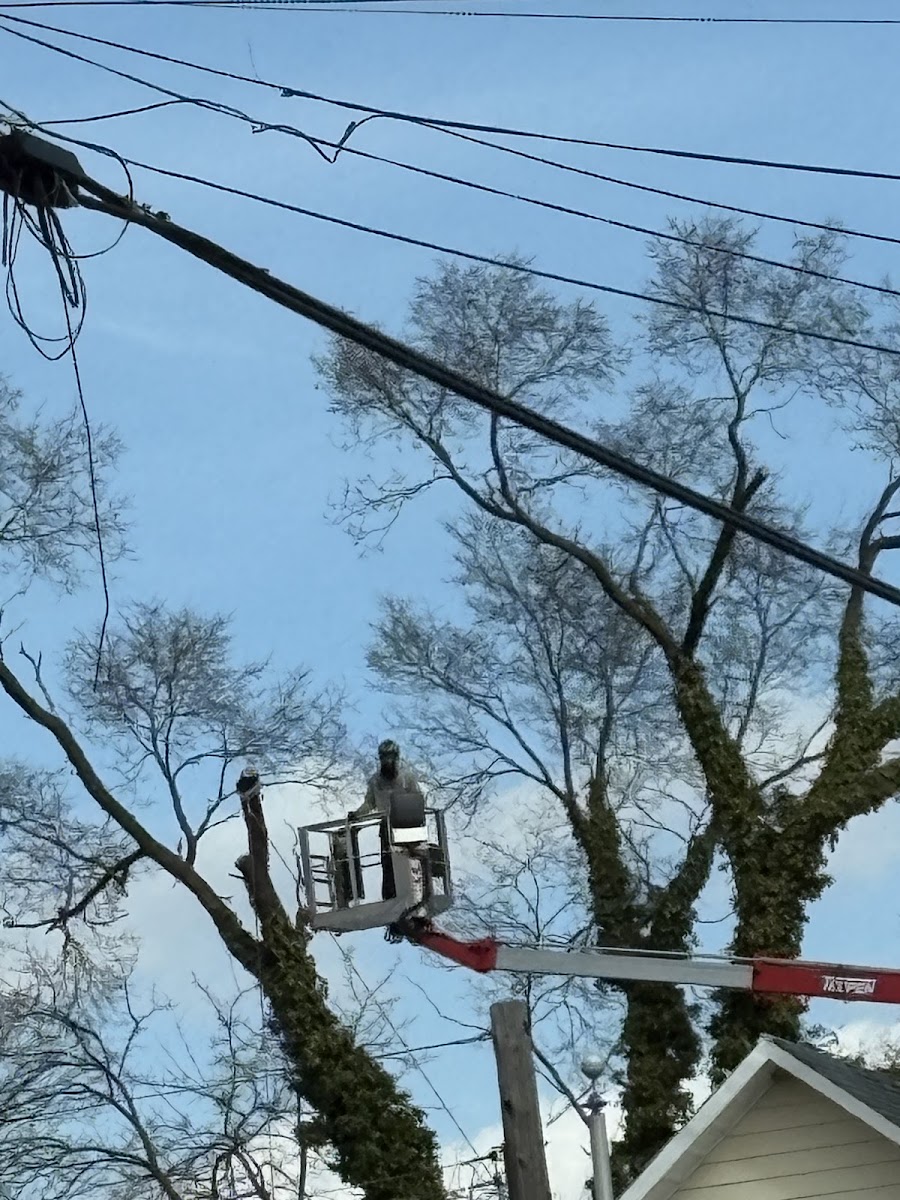 Little Guyz Tree Service bucket truck crew working a tree near overhead power lines