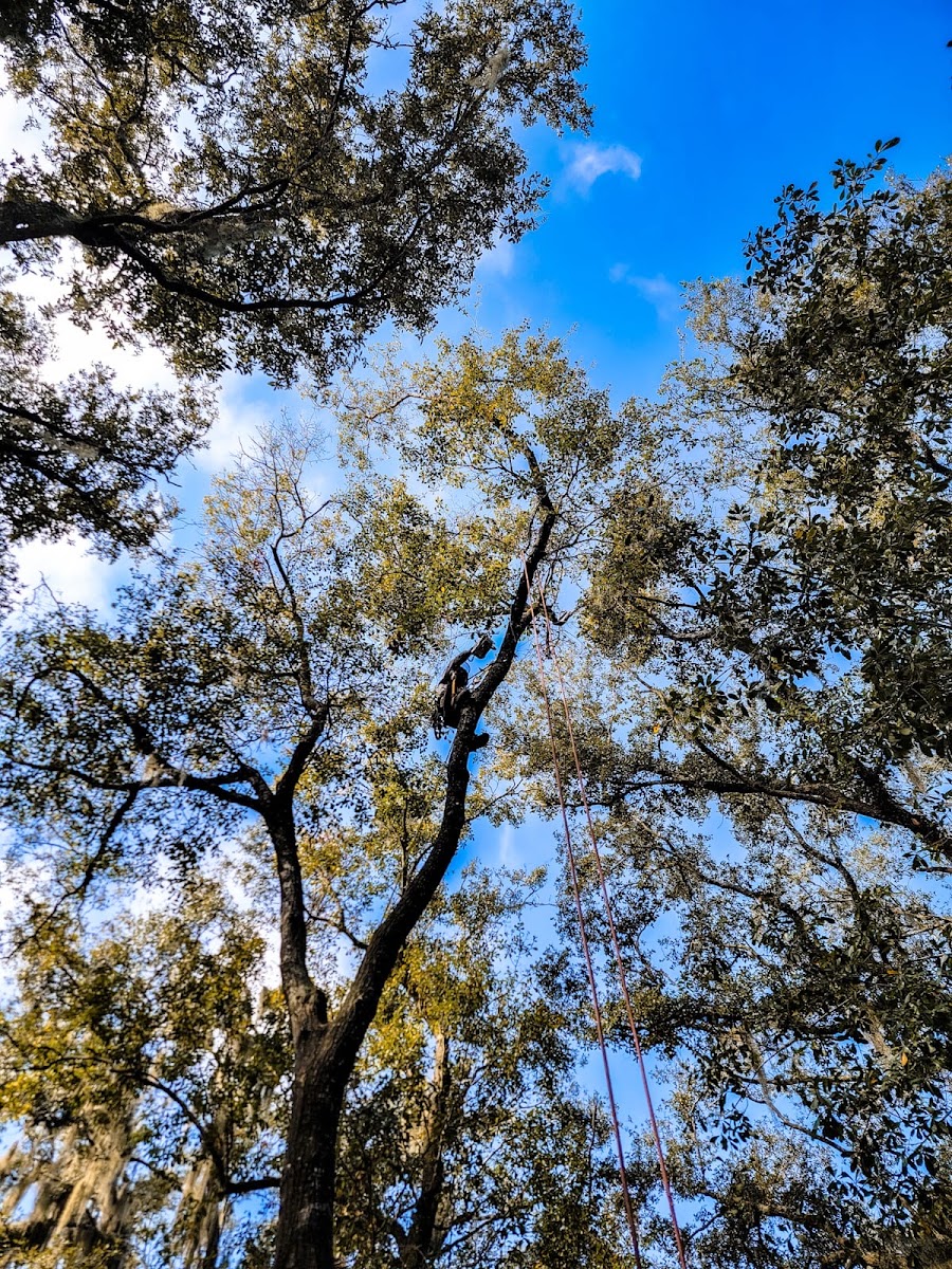 Little Guyz Tree Service climber working in a tall canopy after severe weather