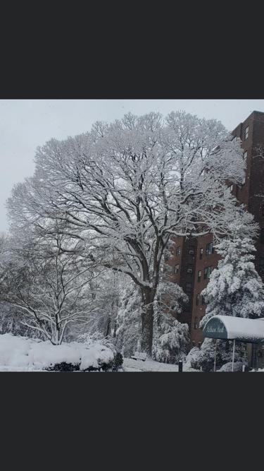 Snow-covered trees in Little Guyz Tree Service's Camden County, NJ service area